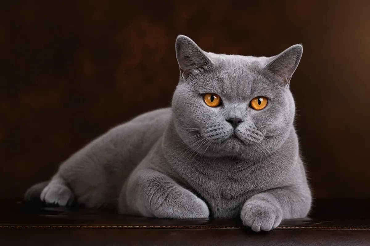 British Shorthair cat in a premium studio portrait